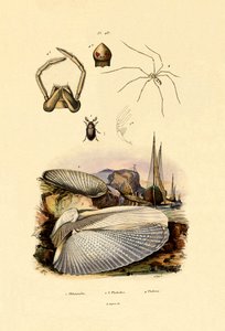 指の殻、1833-39